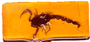 Scorpion Candy